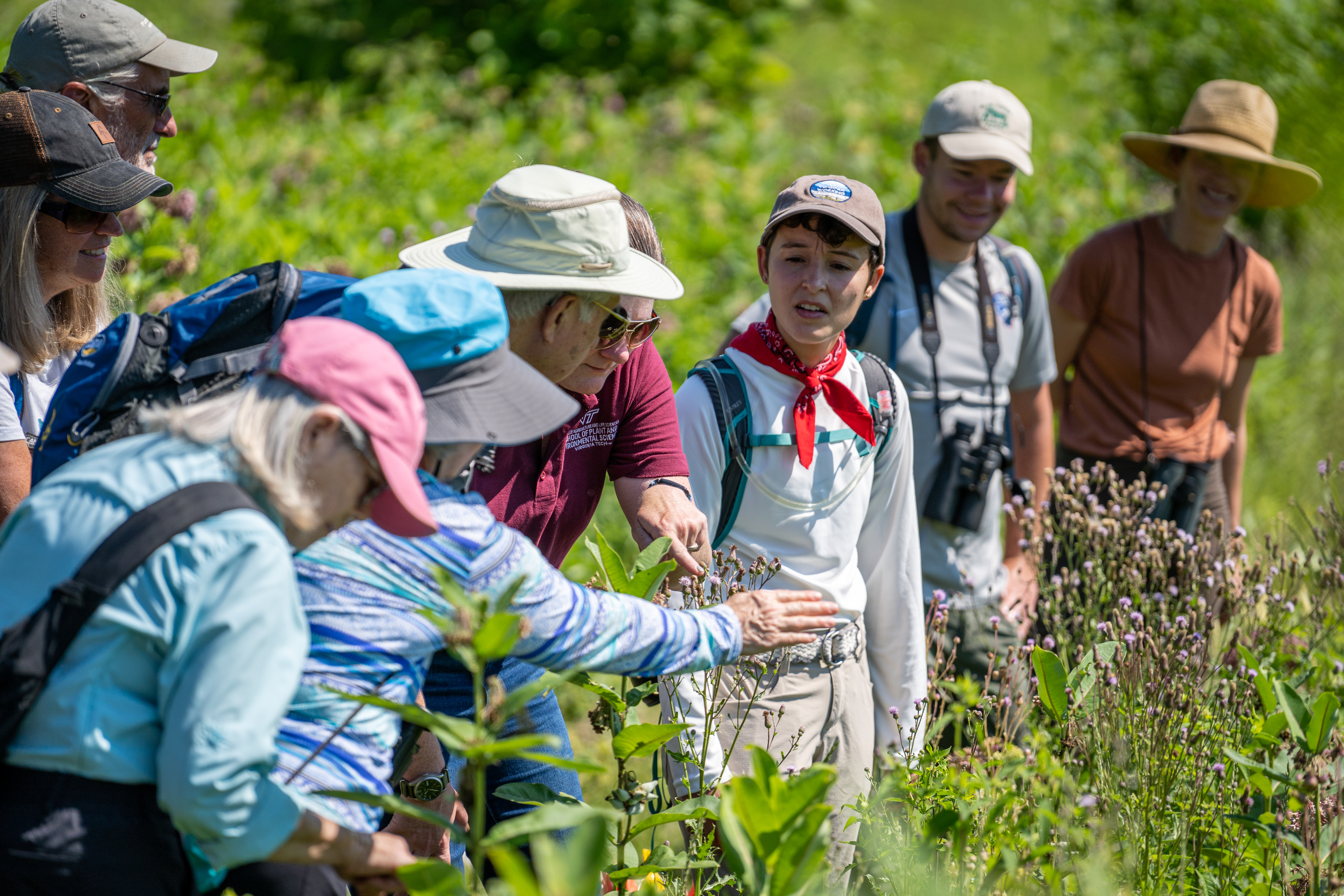 Group looking at insects visiting milkweed flowers