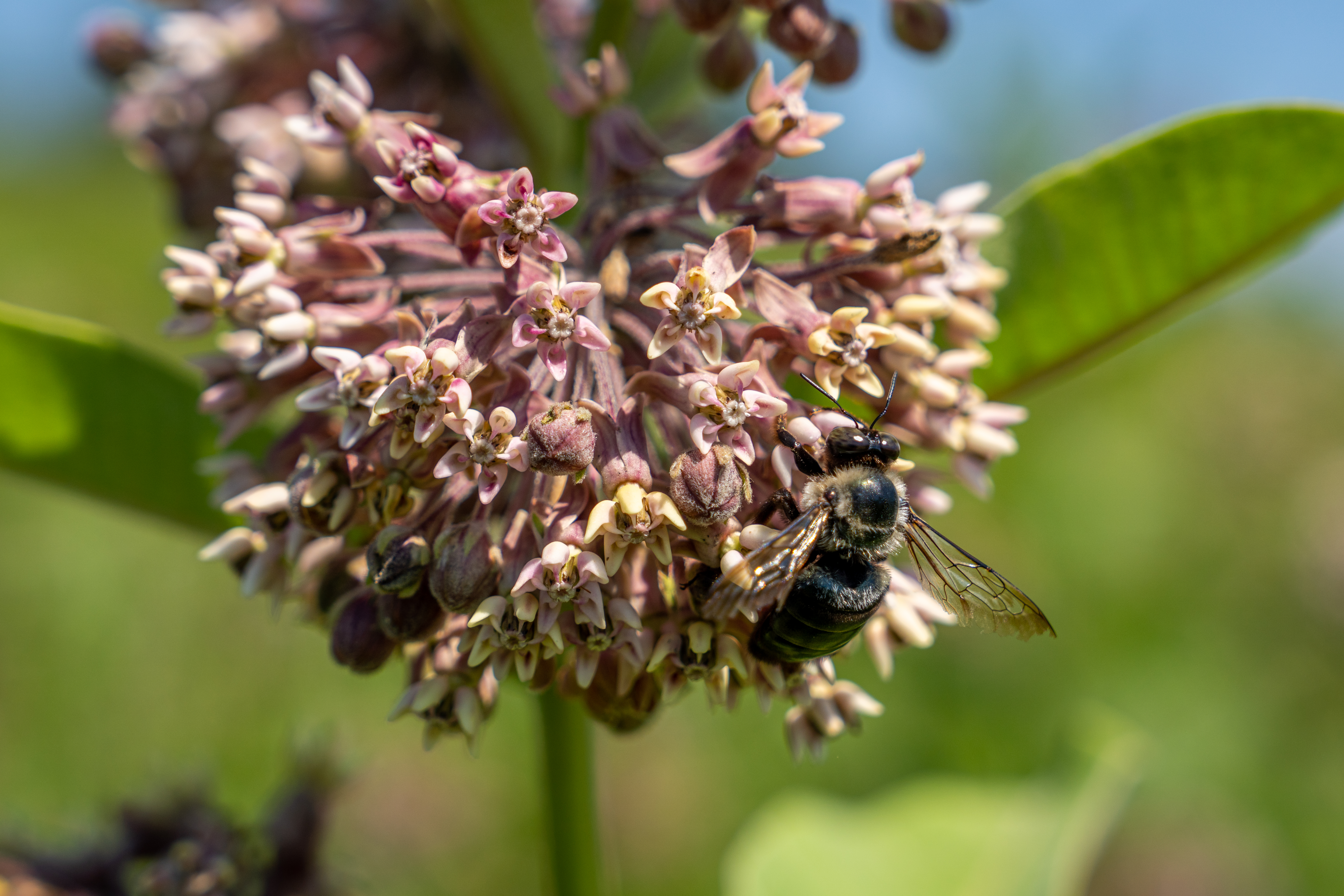 Carpenter bee on milkweed flower