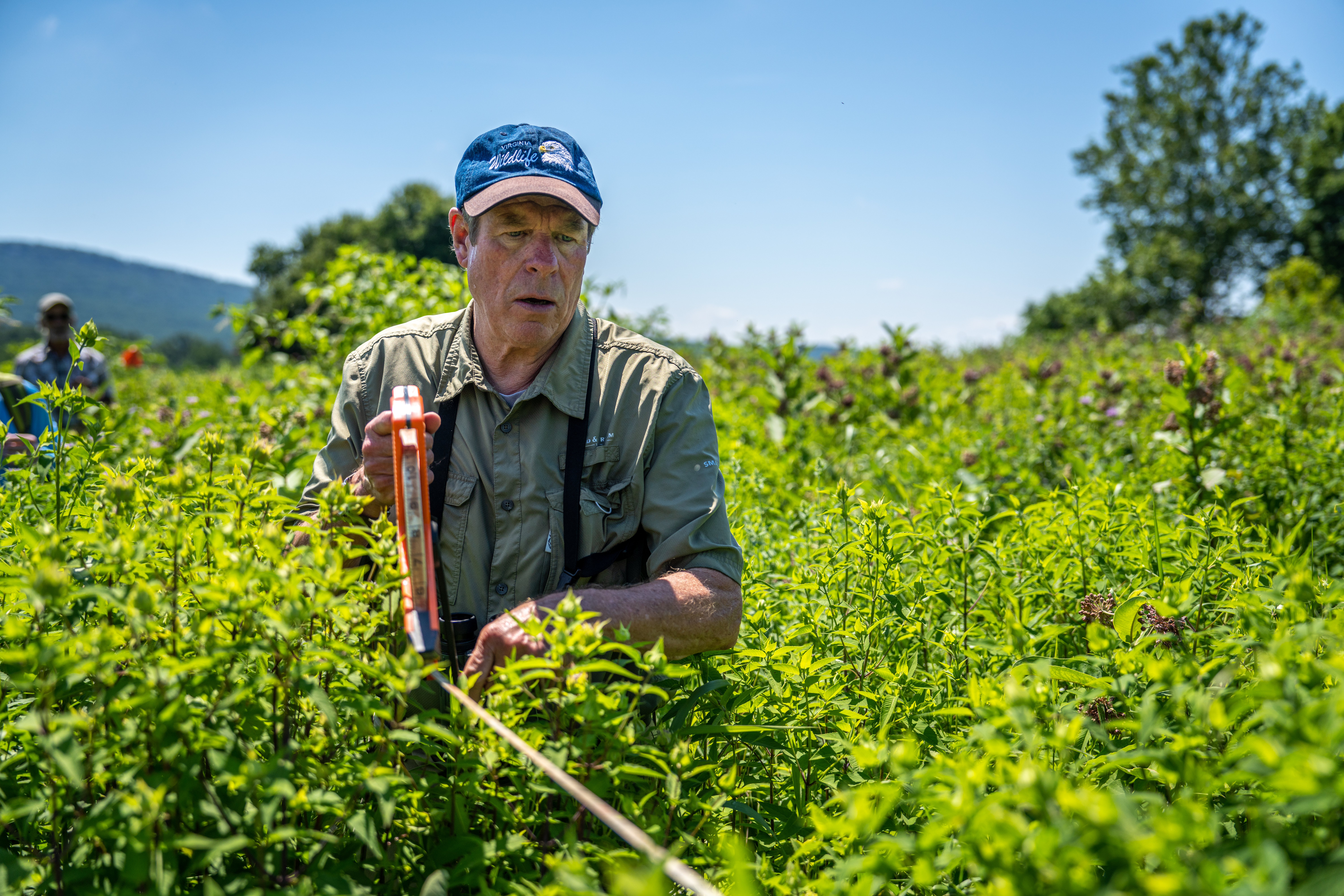 Man using a tape measure to mark a transect in a wildflower field